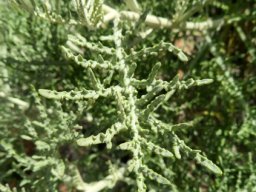 Arctotis revoluta leaves