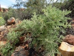 Arctotis revoluta spreading shrub