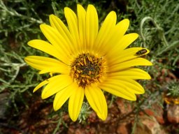 Arctotis revoluta flowerhead