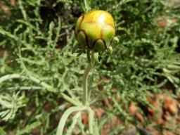 Arctotis revoluta erect bud near opening