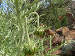 Arctotis revoluta drooping buds