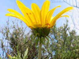 Arctotis revoluta flowerhead from below