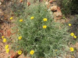 Arctotis revoluta