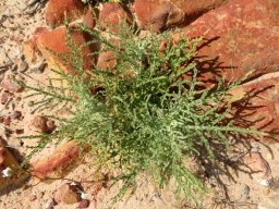 Arctotis revoluta young plant