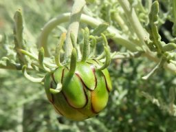 Arctotis revoluta bud with tails
