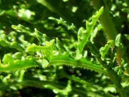 Arctotis revoluta green leaves