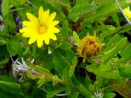 Arctotis semipapposa flowering phases