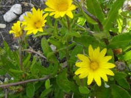 Arctotis semipapposa