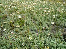 Arctotis stoechadifolia