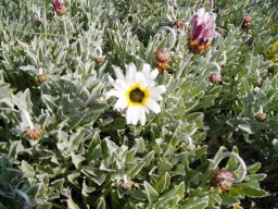 Arctotis stoechadifolia