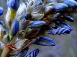 Aristea capitata inflorescence