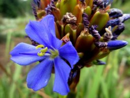 Aristea