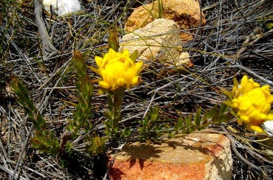 Aspalathus aspalathoides flowers