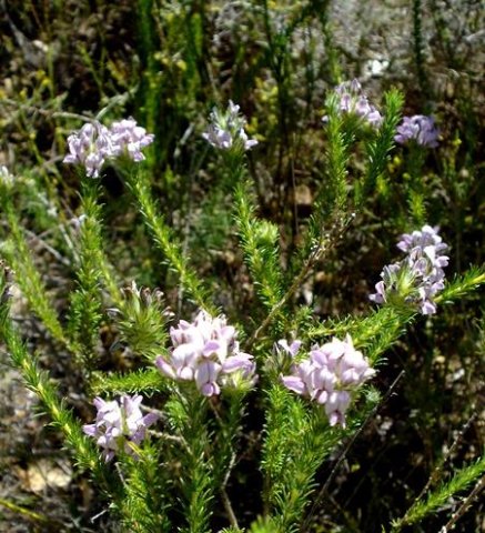 Aspalathus cephalotes subsp. violacea
