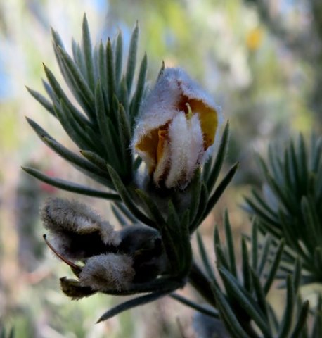 Aspalathus setacea old flower, young fruit