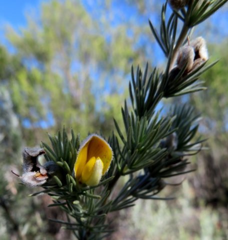 Aspalathus setacea