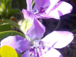 Babiana ambigua hairy bracts