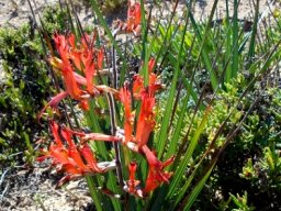 Babiana hirsuta