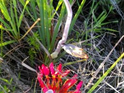 Babiana ringens