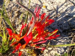 Babiana ringens, the rotstert