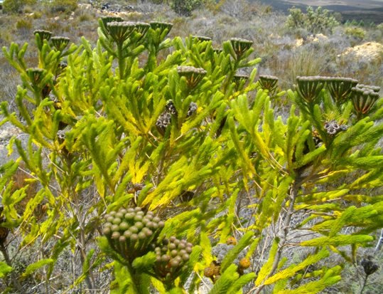 Berzelia albiflora