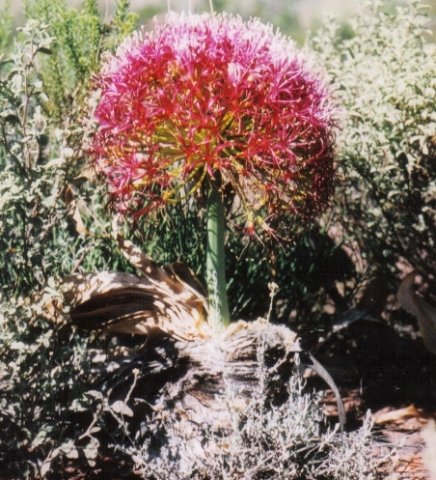 Boophone disticha leaves gone, flowers only