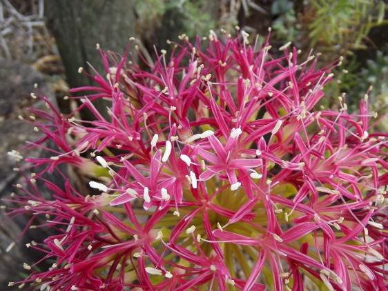Boophone disticha numerous florets