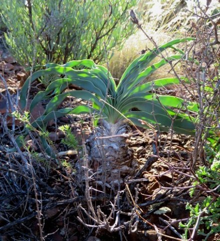Boophone disticha leaves out-curving