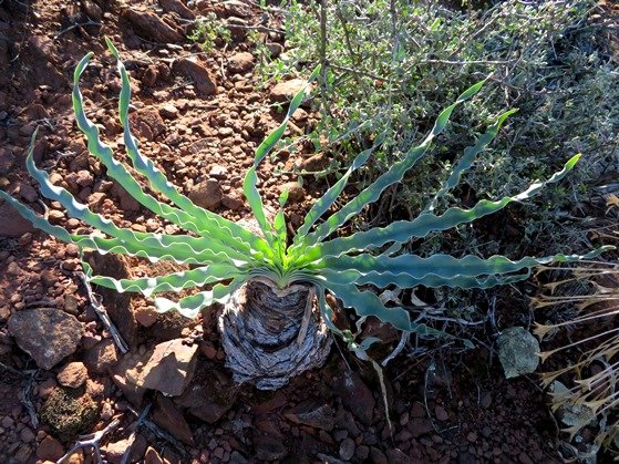 Boophone disticha leaves in-curving