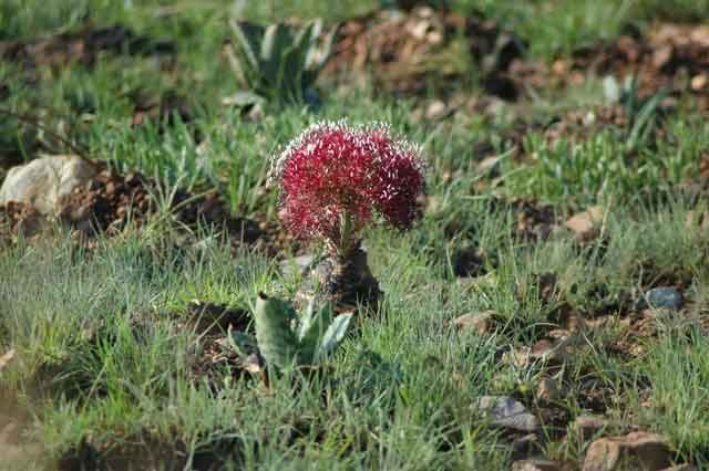 Boophone disticha