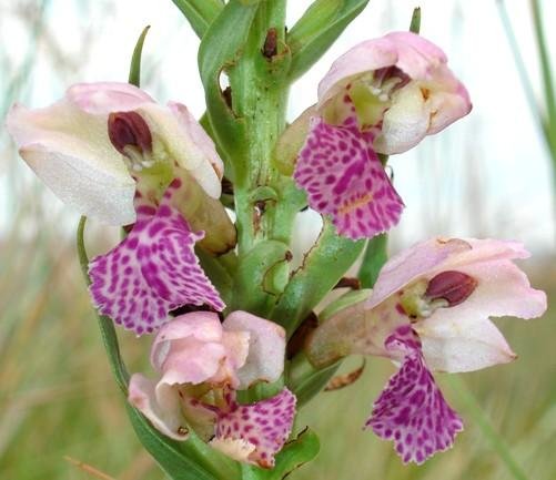 Brachycorythis conica subsp. transvaalensis