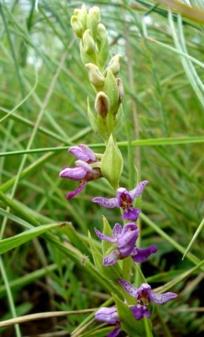 Brachycorythis tenuior buds as well