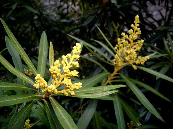 Brachylaena neriifolia young inflorescence