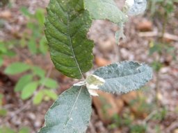 Brachylaena discolor leaves