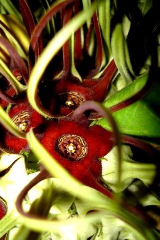 Brachystelma barberae flower bases