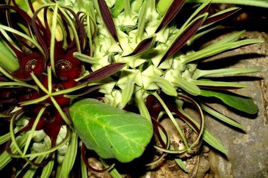 Brachystelma barberae leaf