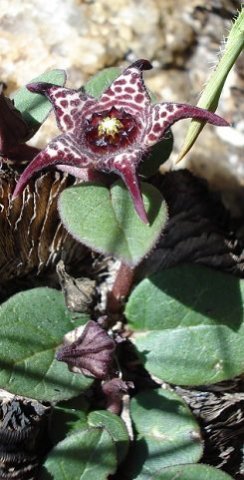 Brachystelma coddii leaves and flowers