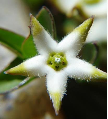 Brachystelma stellatum