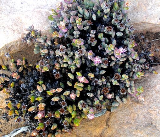 Braunsia apiculata
