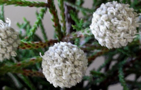 Brunia noduliflora flowerhead close-up