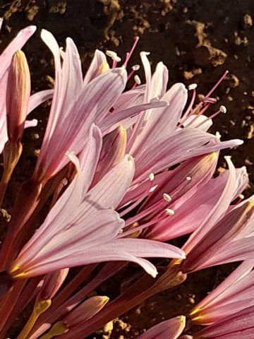 Brunsvigia bosmaniae perianths or flowers
