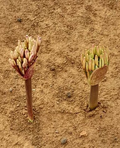 Brunsvigia bosmaniae buds