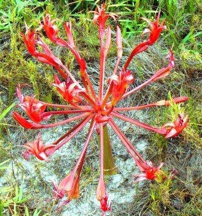 Brunsvigia orientalis, an aka plant