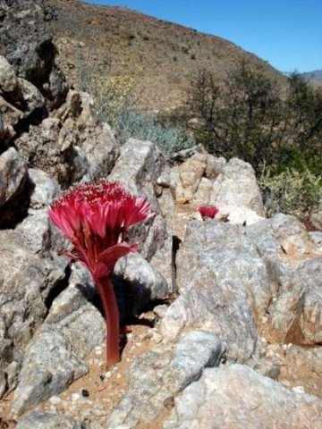 Brunsvigia pulchra in its unlikely habitat