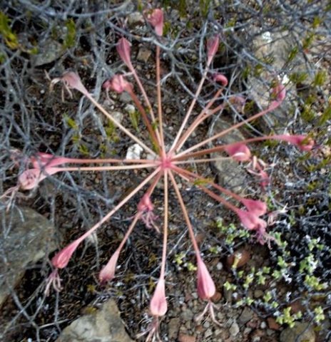 Brunsvigia striata umbel of fruit