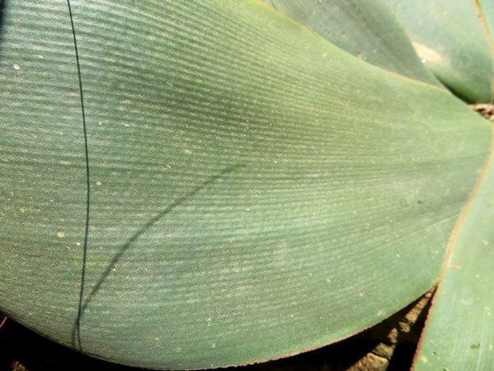 Brunsvigia striata leaf close-up