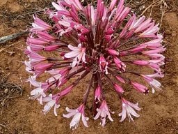 Brunsvigia bosmaniae umbel dark outside