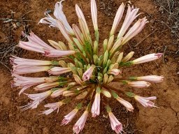 Brunsvigia bosmaniae green ovaries