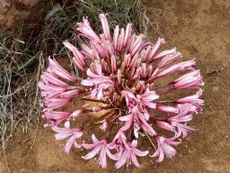 Brunsvigia bosmaniae umbel pale pink