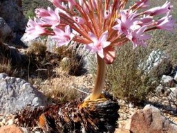 Brunsvigia herrei showing much bulb